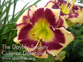 Daylily Sudetic Royal Carriage